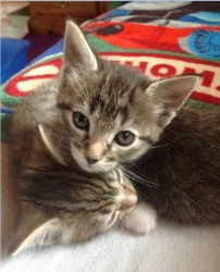 Cuddling Kittens
