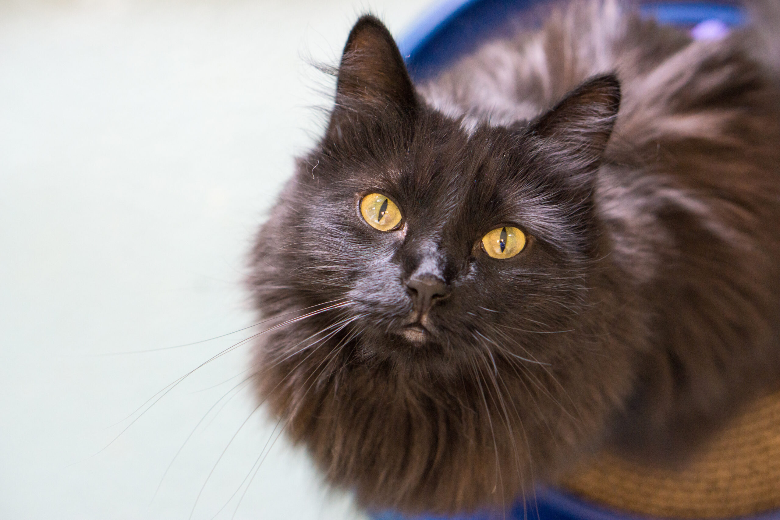 Adopt Heart of the Valley Animal Shelter