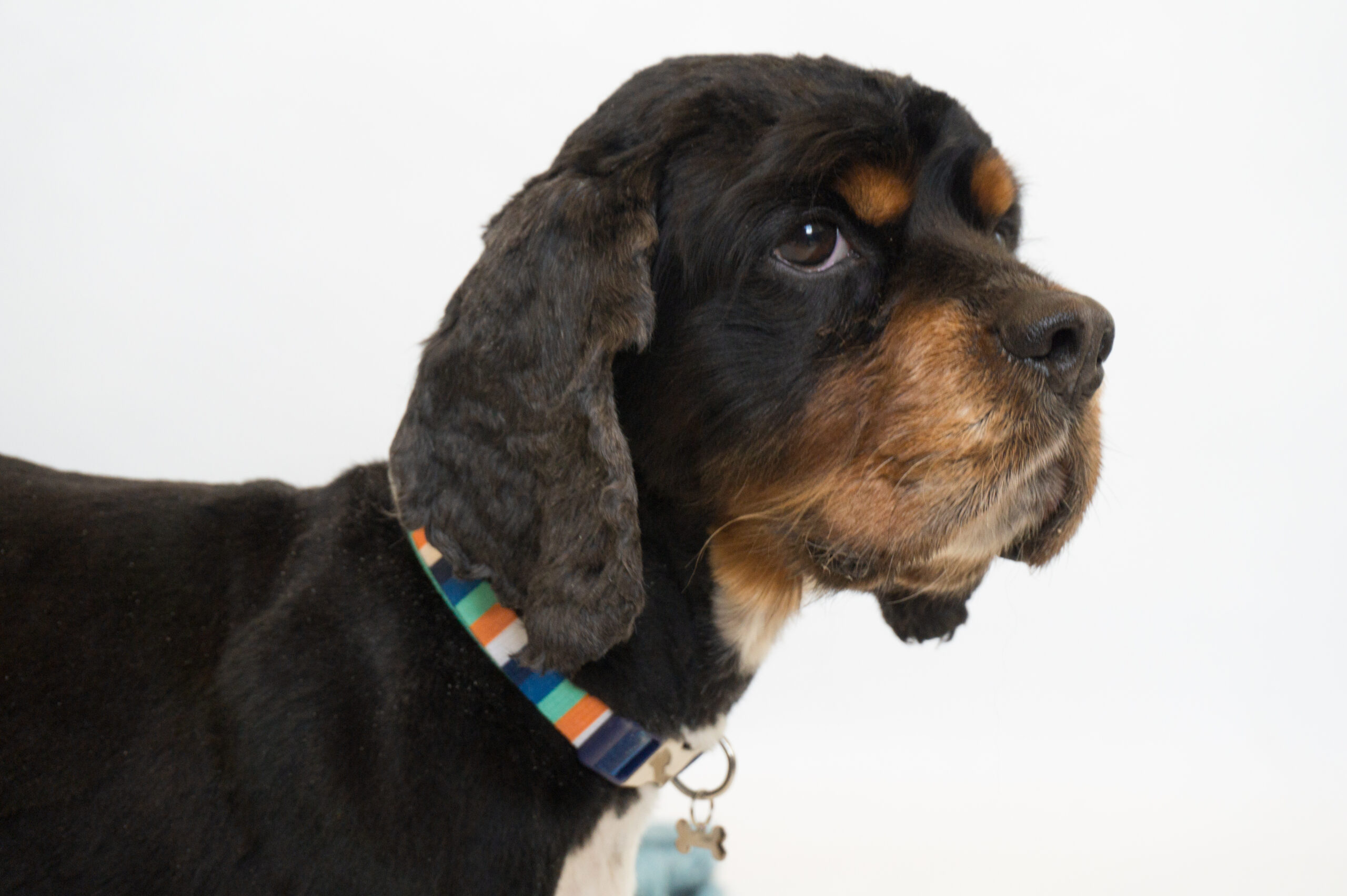 Adopt Heart of the Valley Animal Shelter