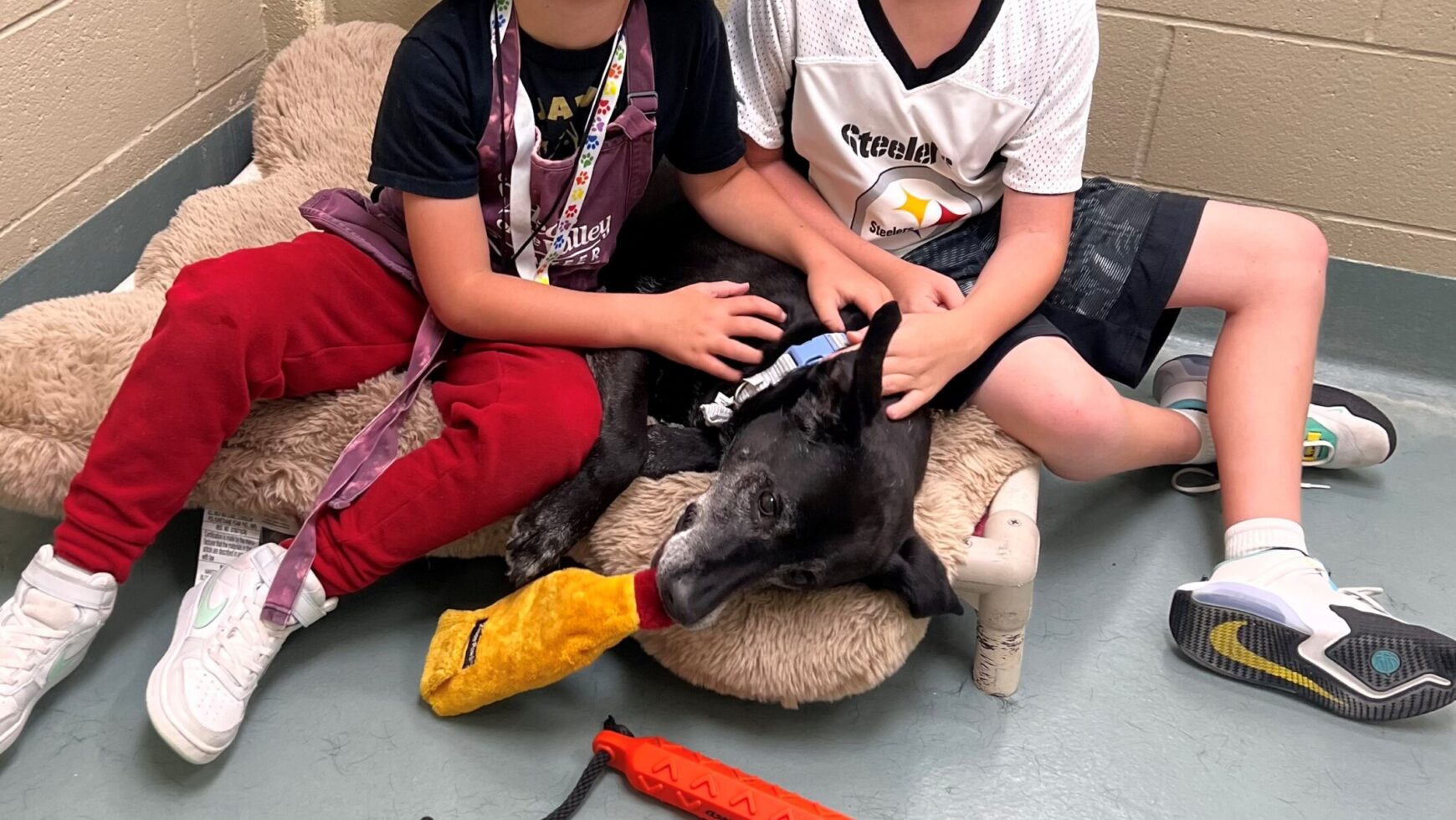 Being Kind to Pets